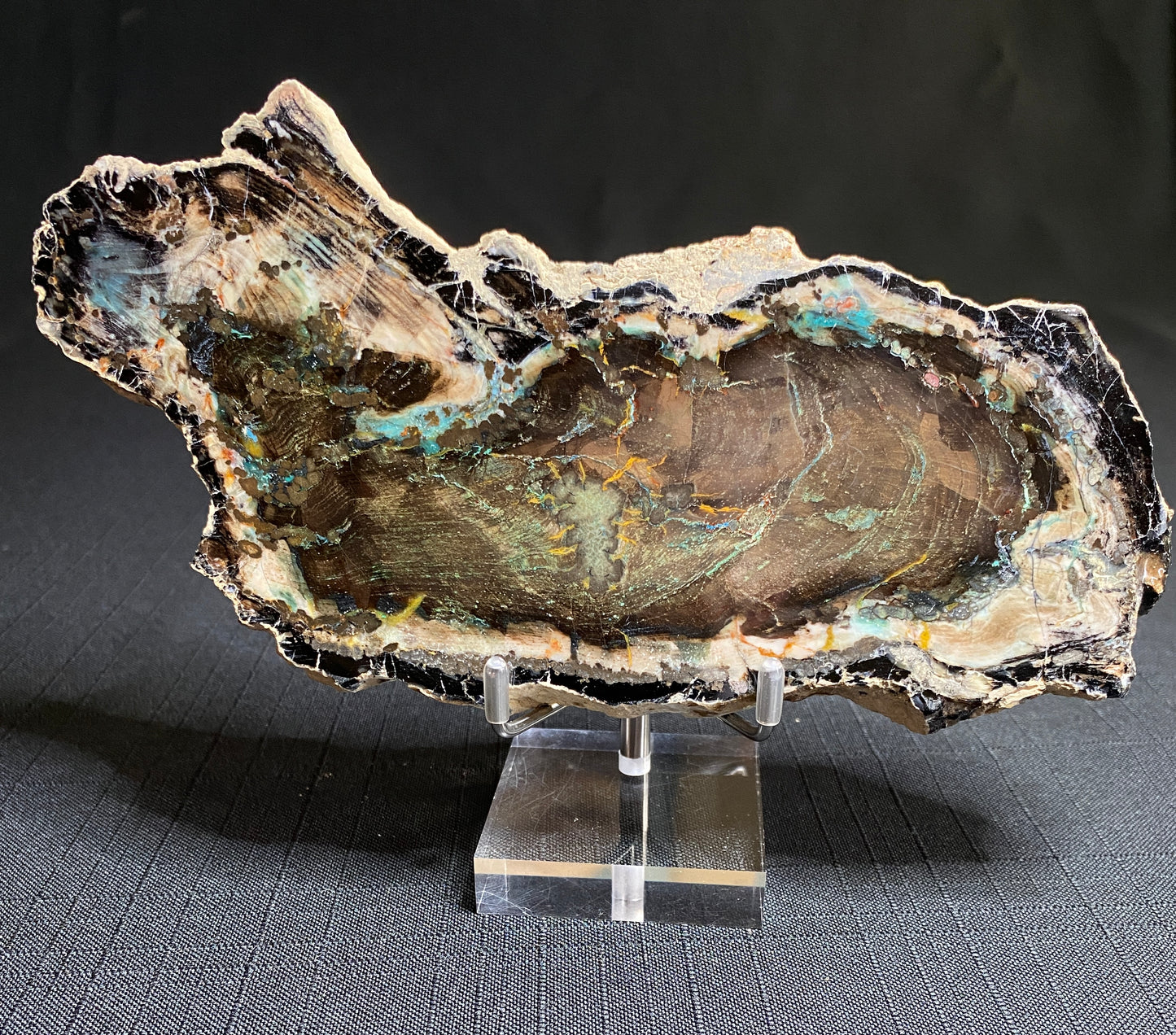 Petrified "Colla" Wood, Zile, Turkey