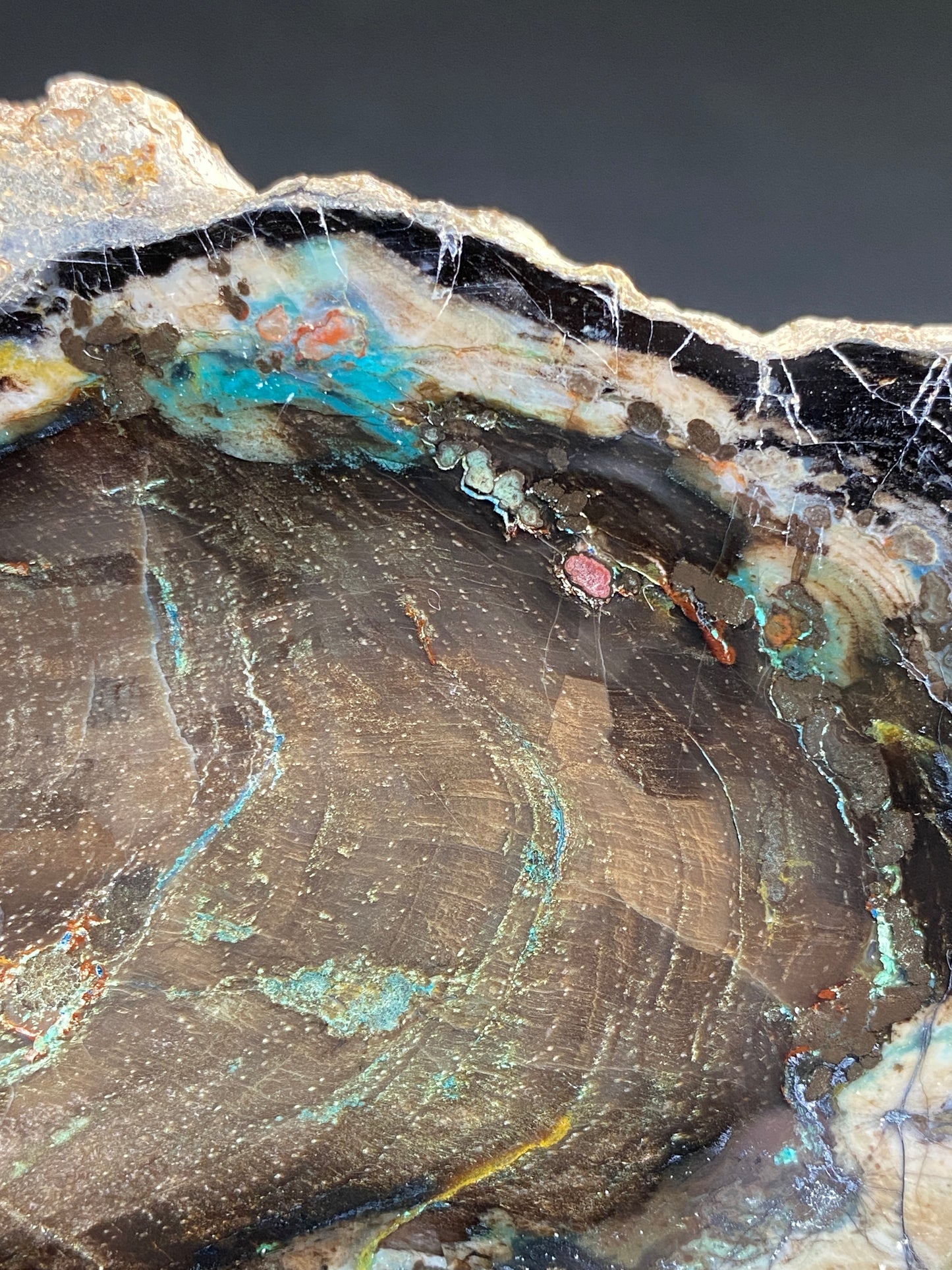 Petrified "Colla" Wood, Zile, Turkey