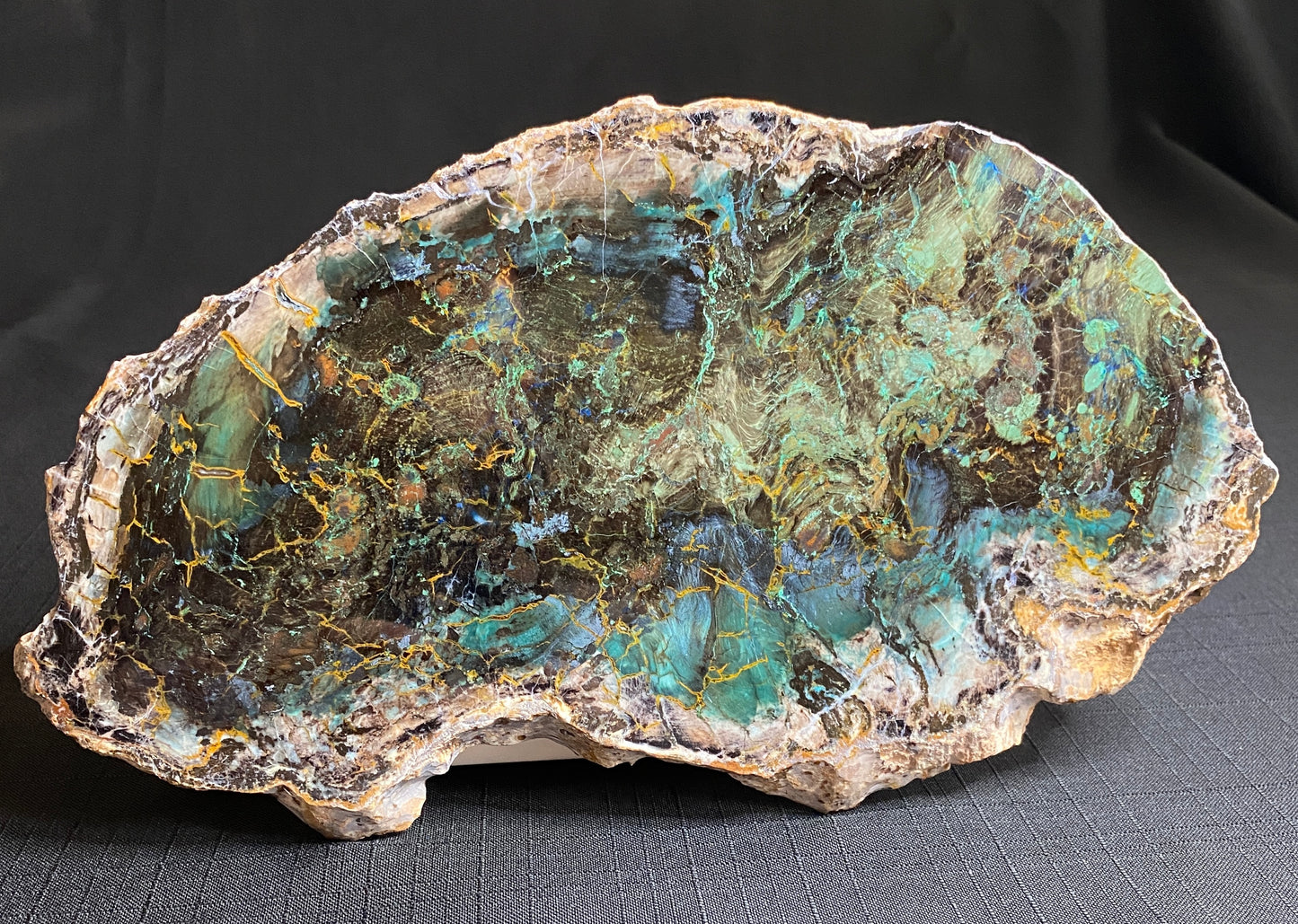 Petrified "Colla" Wood, Zile, Turkey