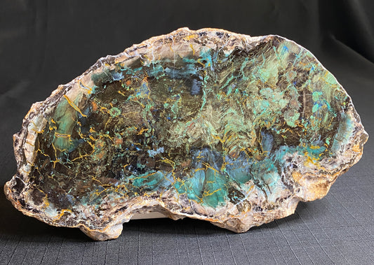 Petrified "Colla" Wood, Zile, Turkey