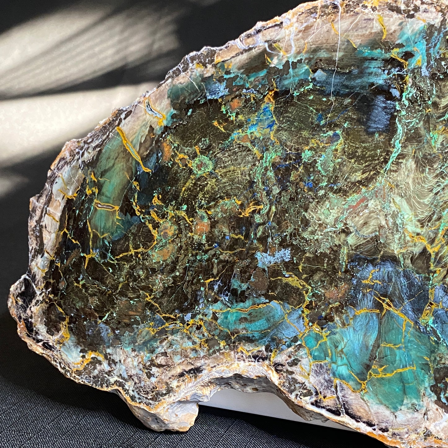 Petrified "Colla" Wood, Zile, Turkey