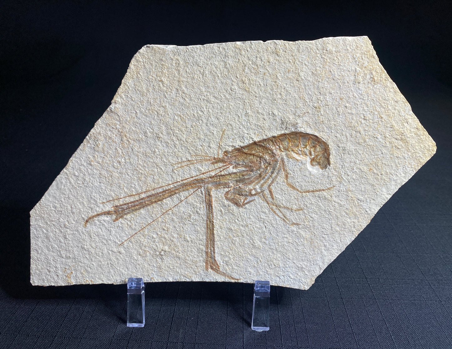 Fossil Longarm Lobster (Mechirus), Solhofen Limestone, Germany