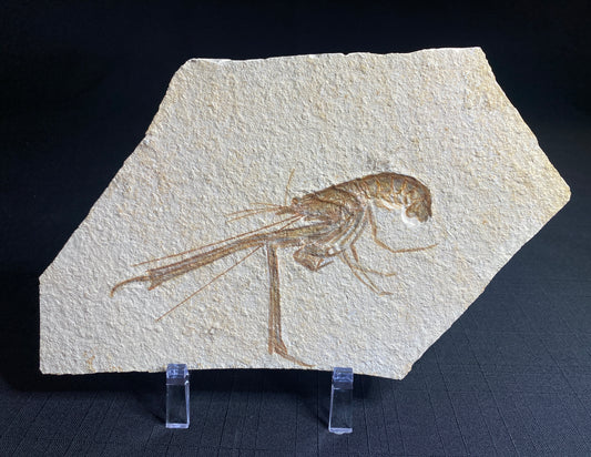 Fossil Longarm Lobster (Mechirus), Solhofen Limestone, Germany