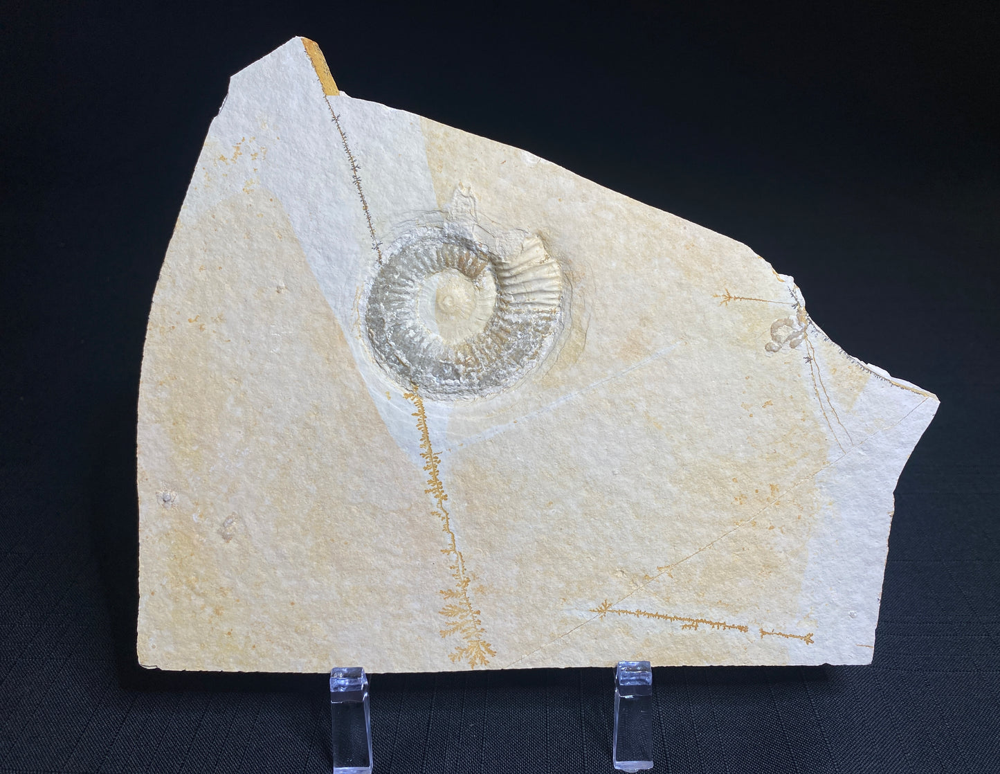 Ammonite (Subplanites sp), Solhofen Limestone, Germany