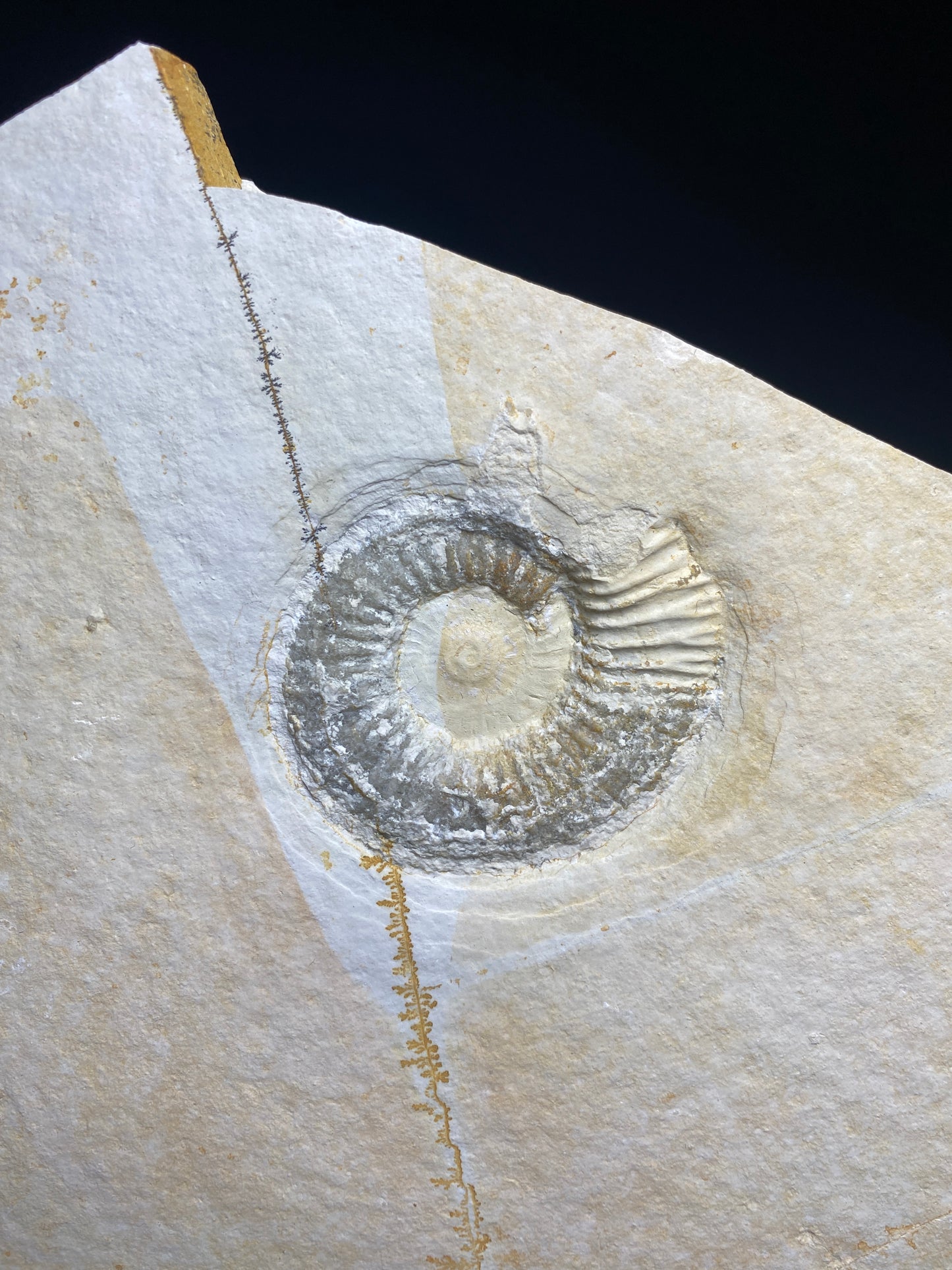 Ammonite (Subplanites sp), Solhofen Limestone, Germany