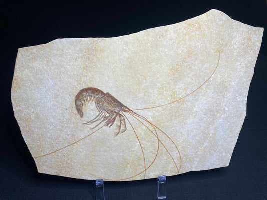 Fossil Shrimp (Aeger spinipes), Solnhofen Limestone, Germany
