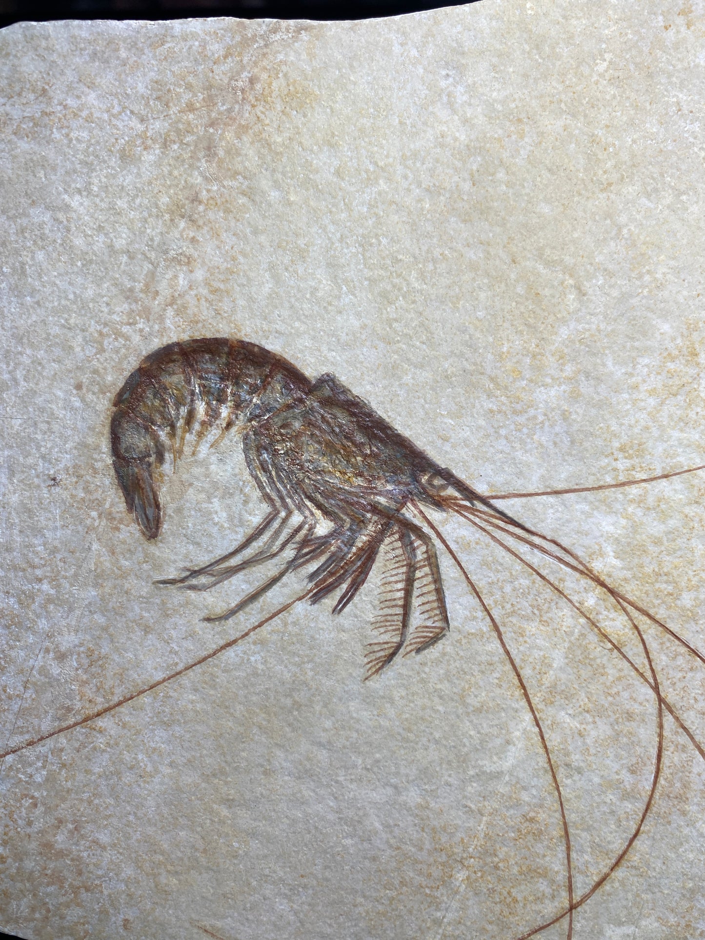 Fossil Shrimp (Aeger spinipes), Solnhofen Limestone, Germany