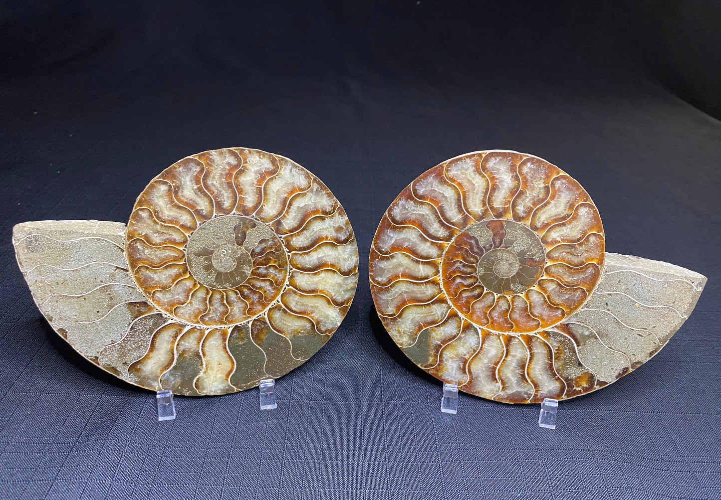 Ammonite (Cleoniceras), Ambatolafia, Madagascar (sliced pair)