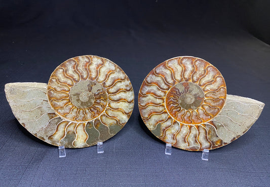 Ammonite (Cleoniceras), Ambatolafia, Madagascar (sliced pair)