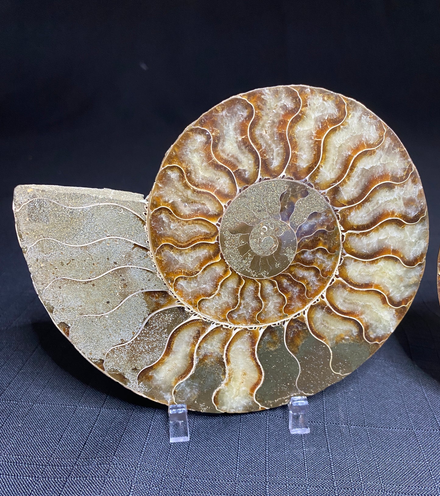 Ammonite (Cleoniceras), Ambatolafia, Madagascar (sliced pair)