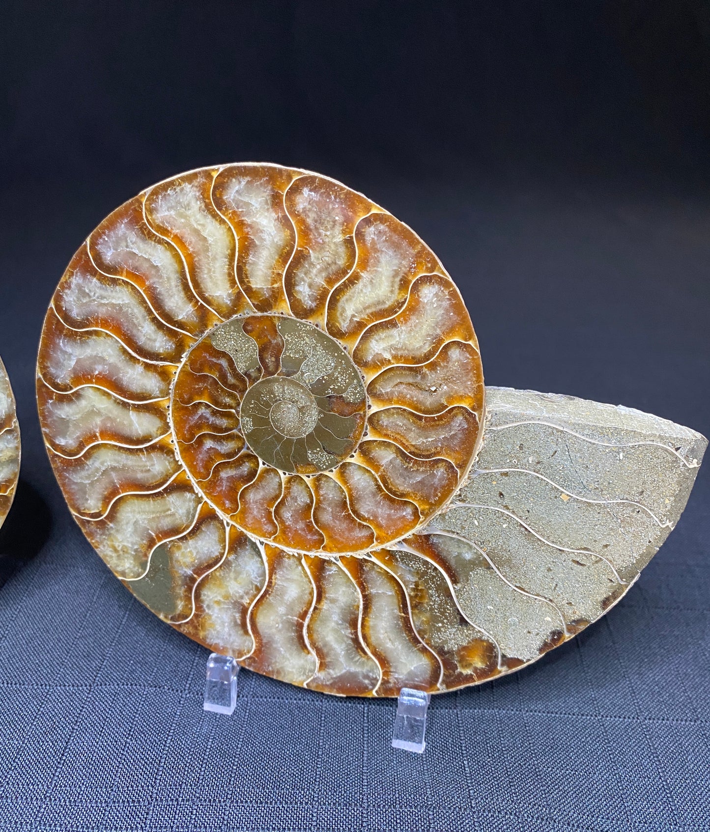 Ammonite (Cleoniceras), Ambatolafia, Madagascar (sliced pair)