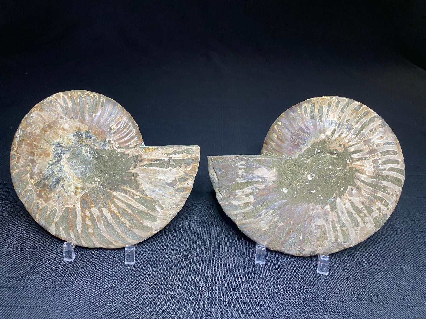 Ammonite (Cleoniceras), Ambatolafia, Madagascar (sliced pair)
