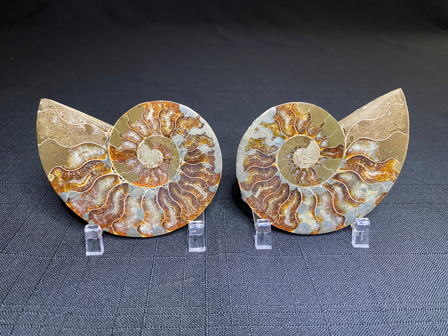 Pyritized Ammonite (Cleoniceras), Ambatolafia, Madagascar (sliced pair)