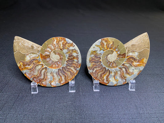 Pyritized Ammonite (Cleoniceras), Ambatolafia, Madagascar (sliced pair)
