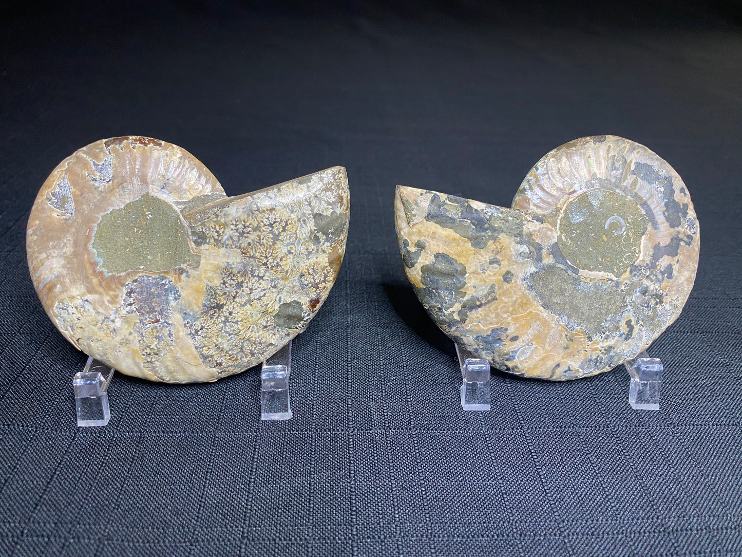 Pyritized Ammonite (Cleoniceras), Ambatolafia, Madagascar (sliced pair)