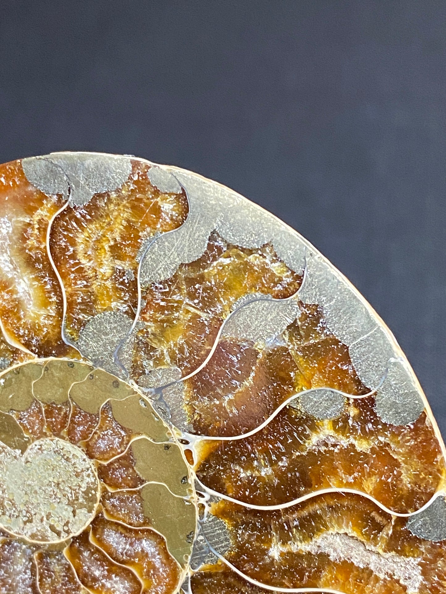 Pyritized Ammonite (Cleoniceras), Ambatolafia, Madagascar (sliced pair)