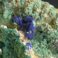 Azurite on Malachite - Blue Jay Claim, La Sal, San Juan County, Utah