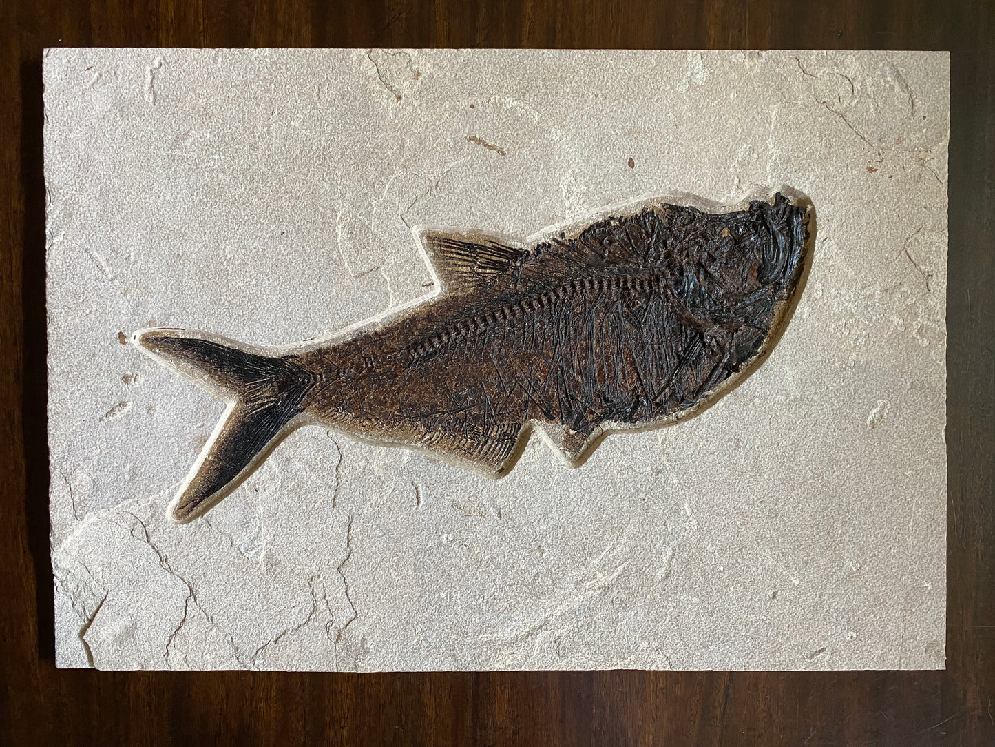 Fossil Fish (Diplomystus dentatus) - Almost 50 cm long! From 18-Inch Layer, Warfield Quarry, Kemmerer, Wyoming