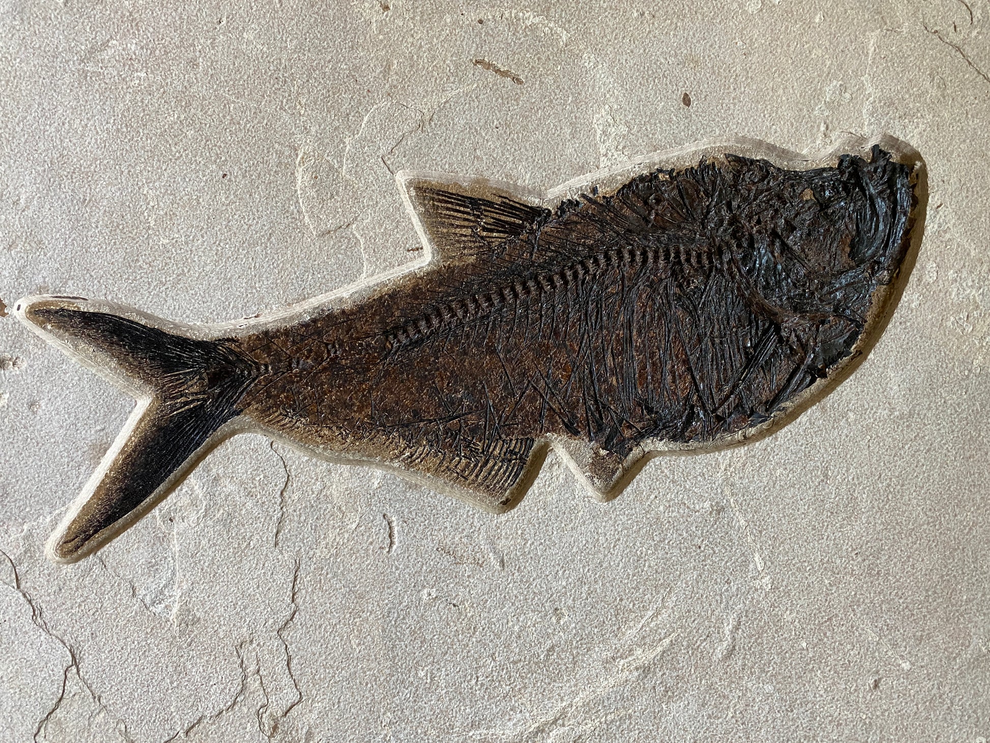 Fossil Fish (Diplomystus dentatus) Almost 50 cm long! From 18