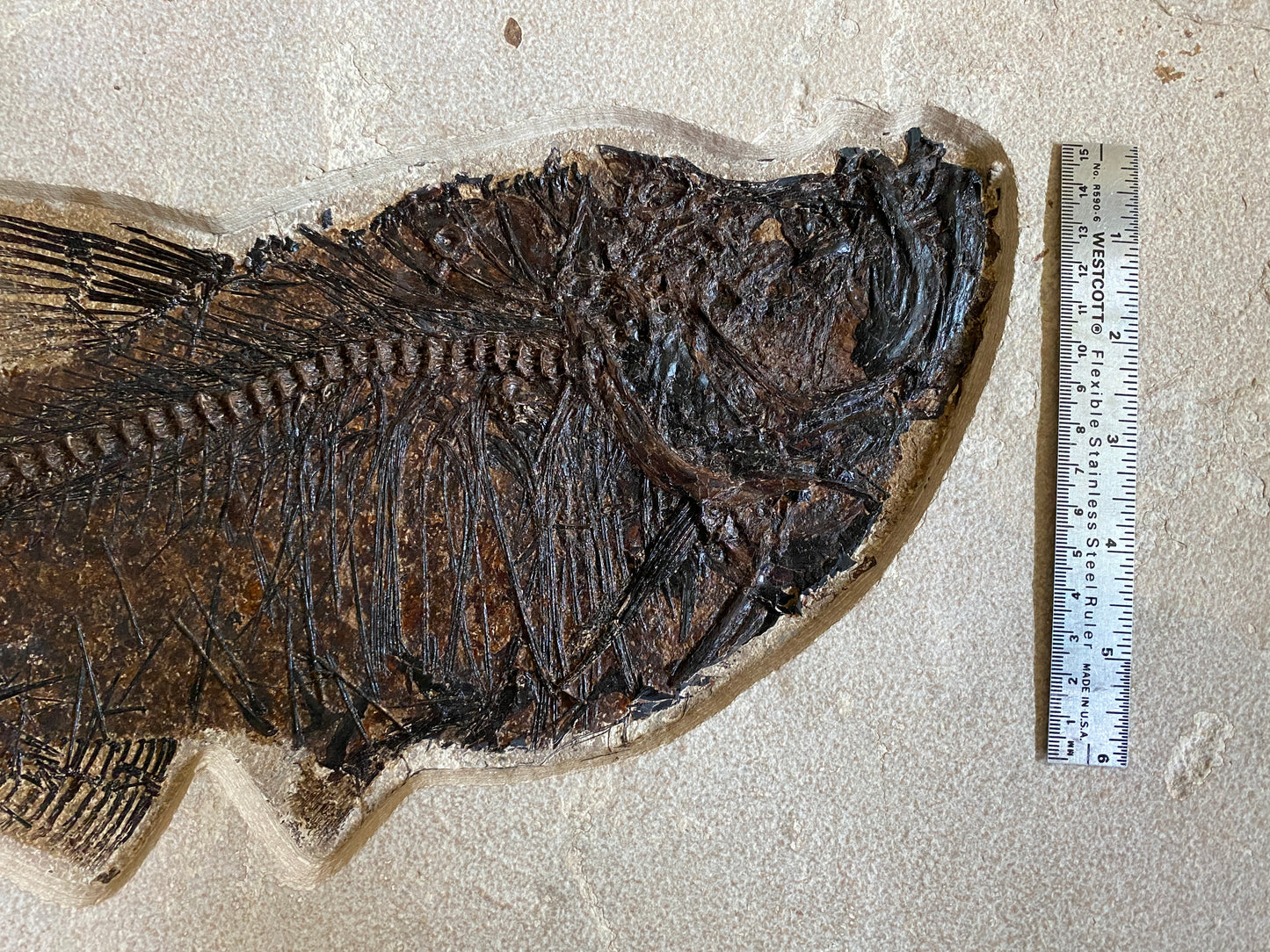 Fossil Fish (Diplomystus dentatus) - Almost 50 cm long! From 18-Inch Layer, Warfield Quarry, Kemmerer, Wyoming