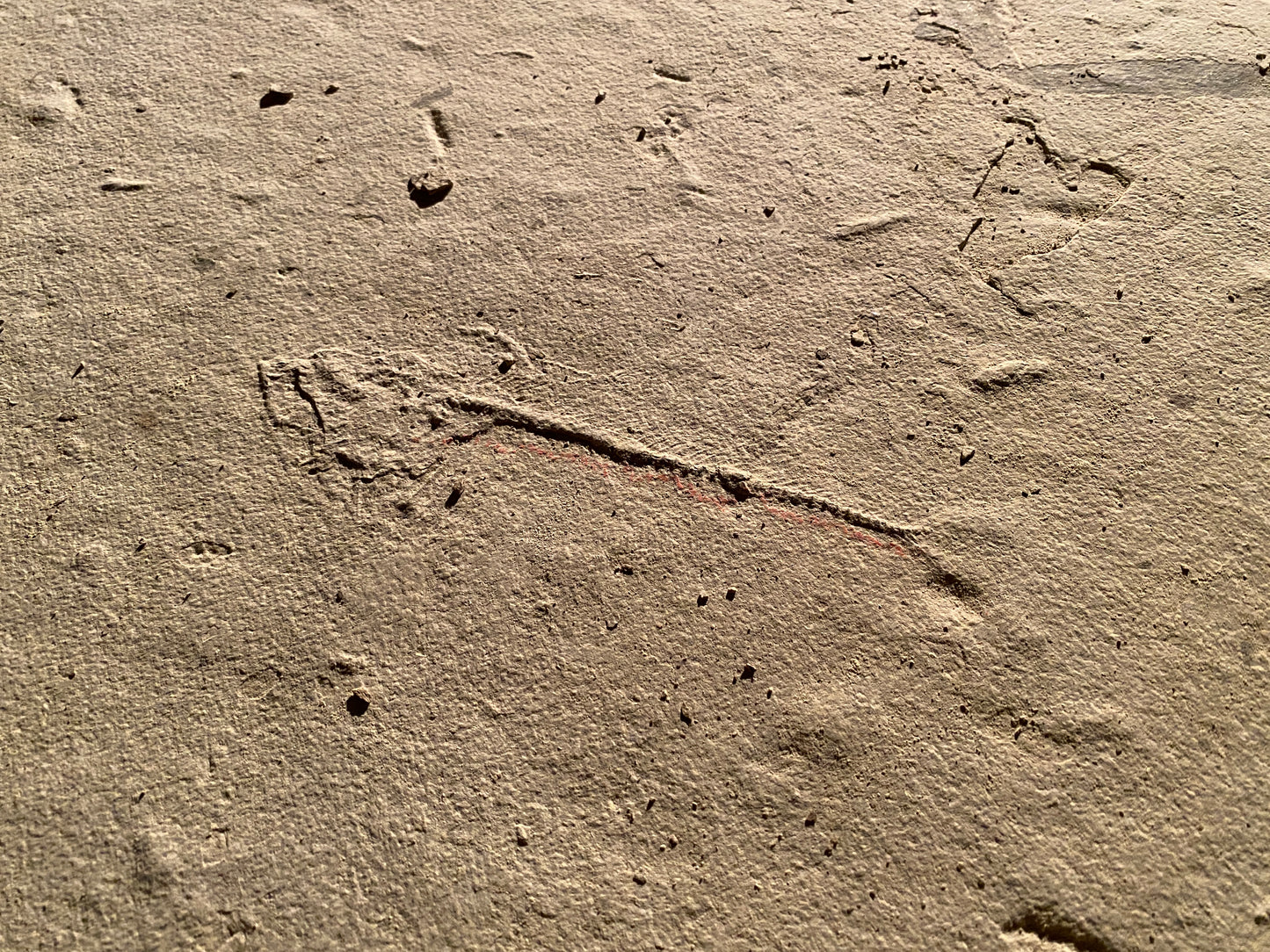 Fossil Fish (Diplomystus dentatus) - Almost 50 cm long! From 18-Inch Layer, Warfield Quarry, Kemmerer, Wyoming