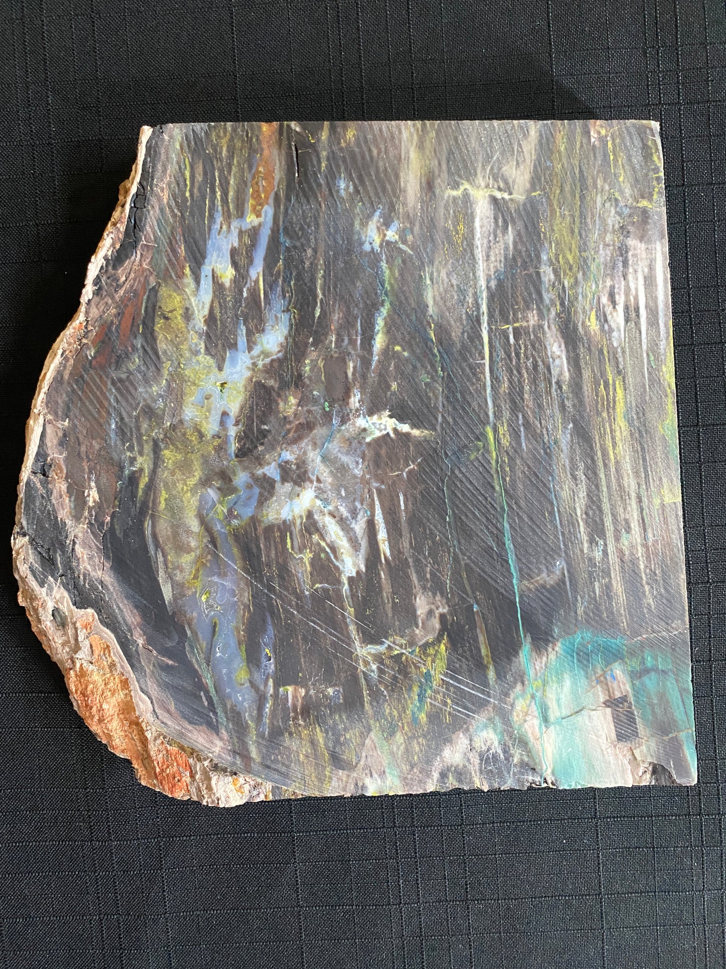 Petrified "Colla Wood", Zile, Turkey