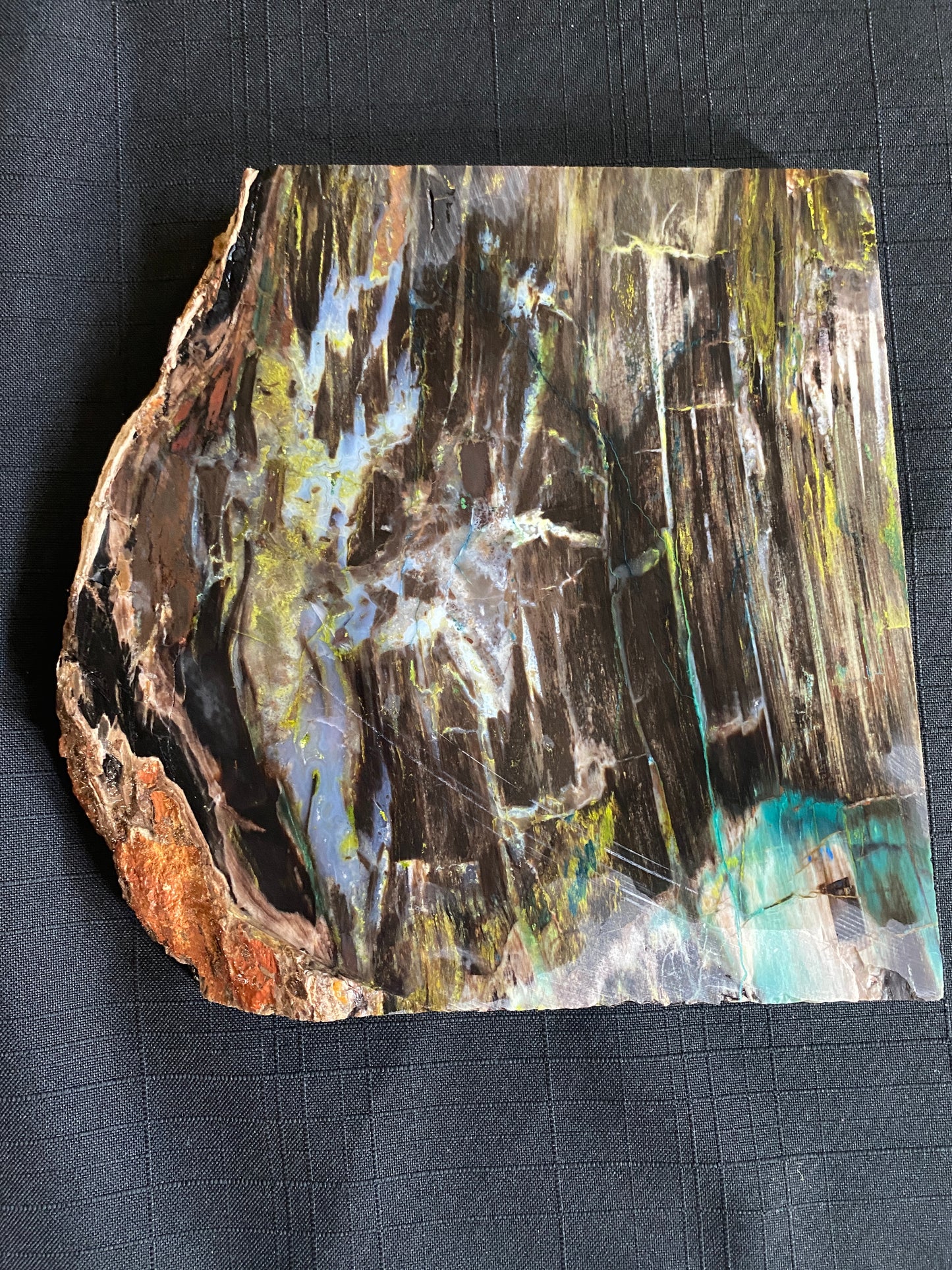 Petrified "Colla Wood", Zile, Turkey