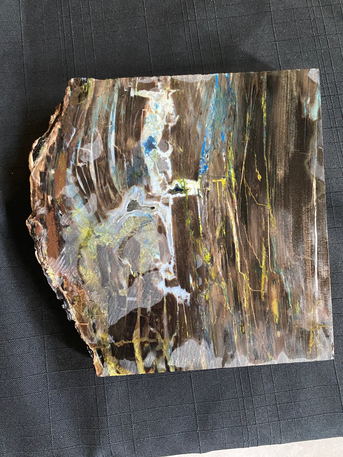 Petrified "Colla Wood", Zile, Turkey