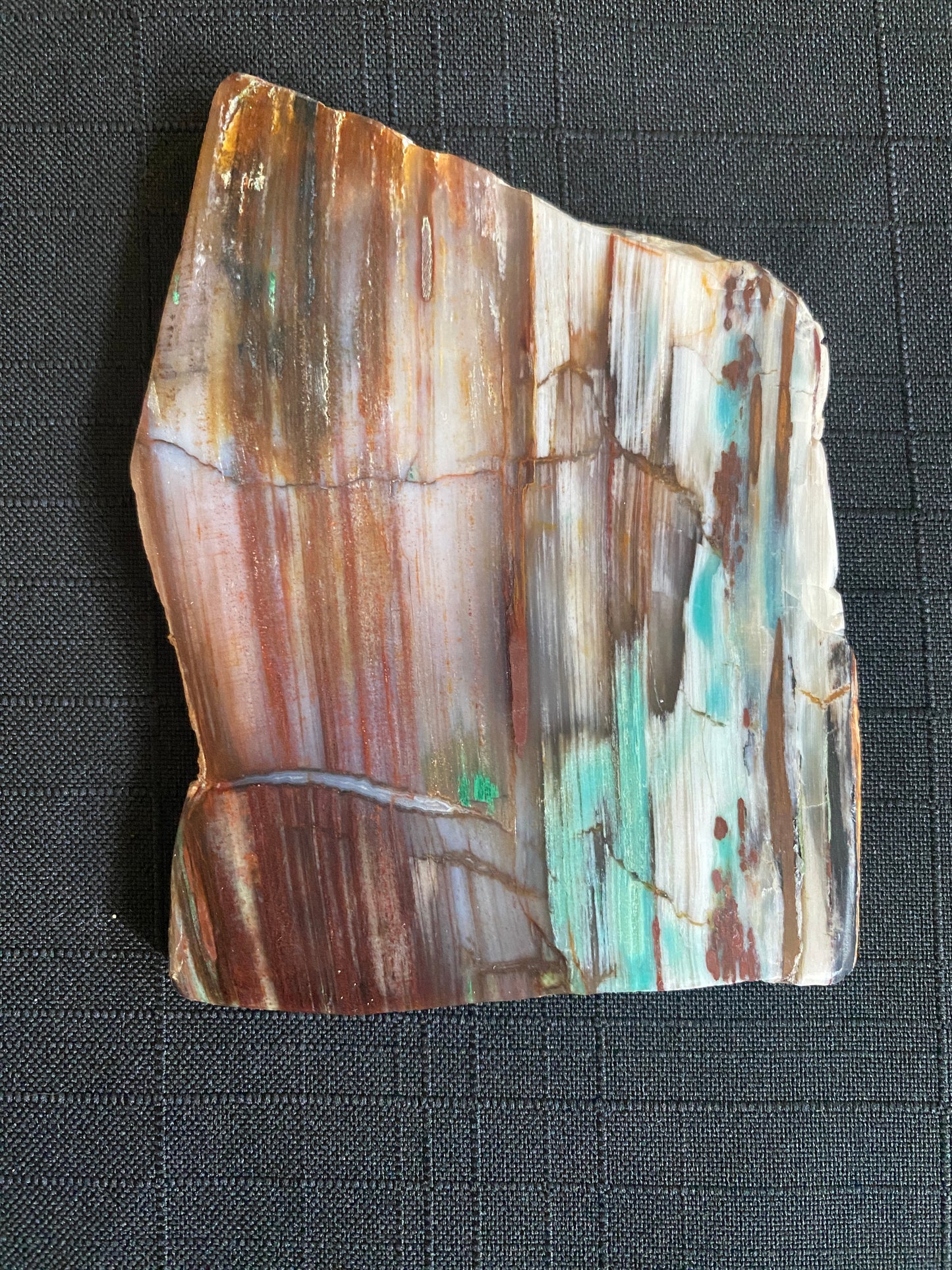 Petrified "Colla Wood", Zile, Turkey