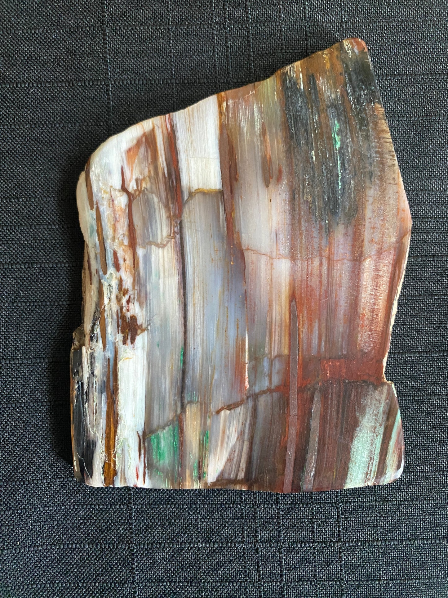 Petrified "Colla Wood", Zile, Turkey