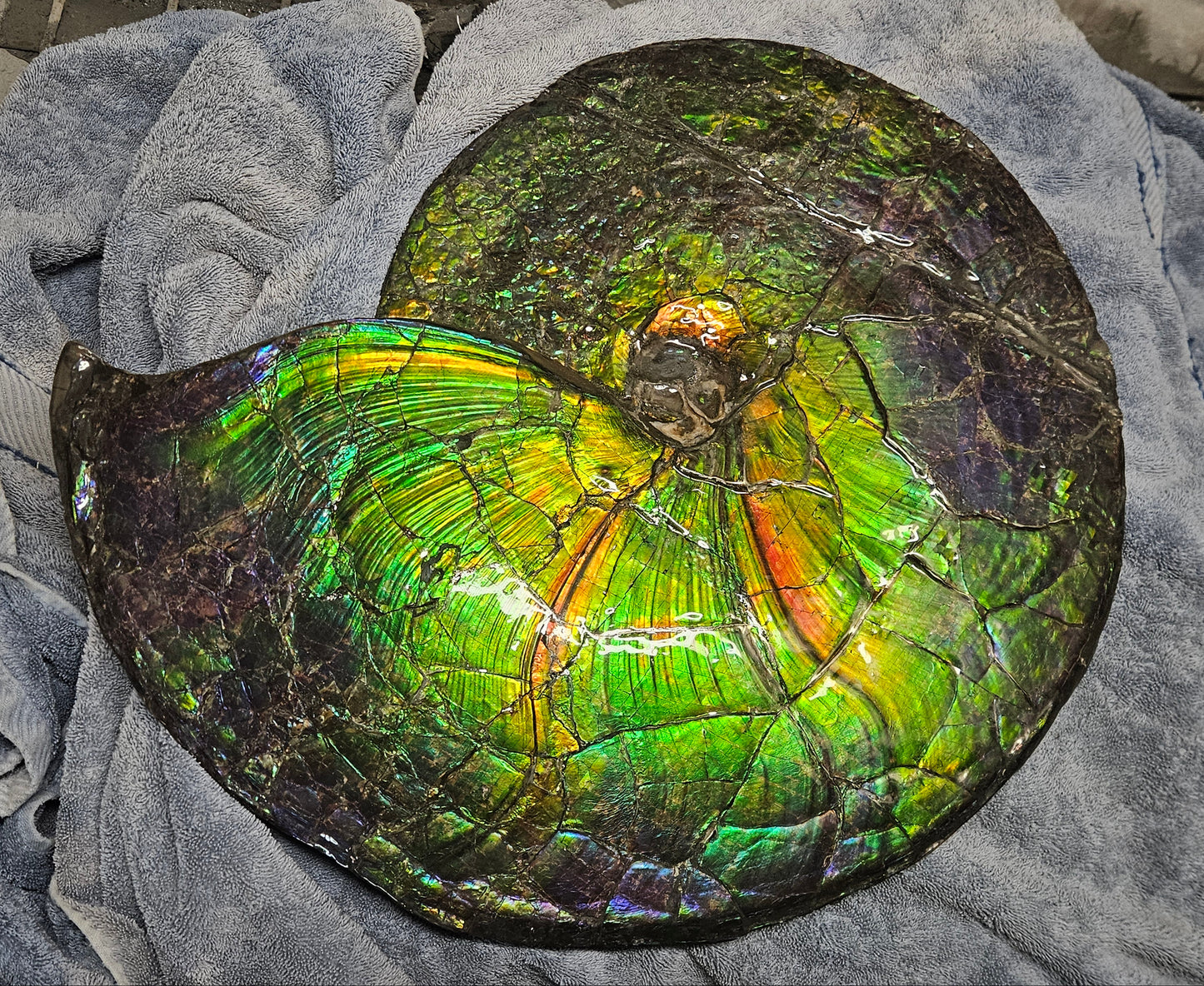 Ammonite (Placenticeras meeki), Bearpaw Formation, Oldman River, Near Lethbridge, Alberta (16.5" diameter)