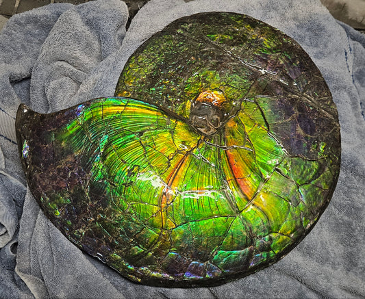 Ammonite (Placenticeras meeki), Bearpaw Formation, Oldman River, Near Lethbridge, Alberta (16.5" diameter)