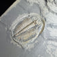 Trilobite (Cernuolimbus ludvigseni) - Bull River Valley, Cranbrook, British Columbia, Canada