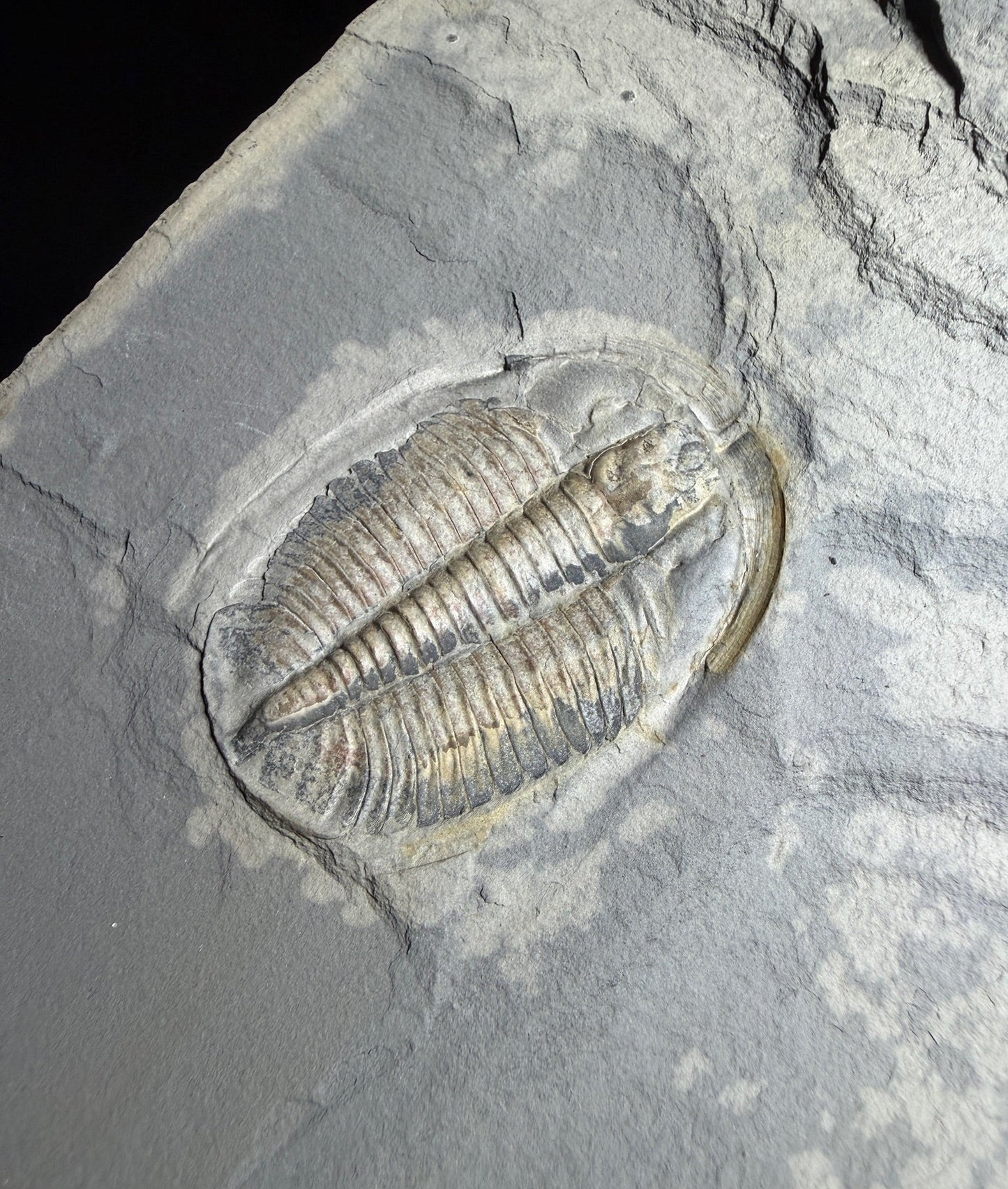 Trilobite (Cernuolimbus ludvigseni), Bull River Valley, Cranbrook, British Columbia, Canada