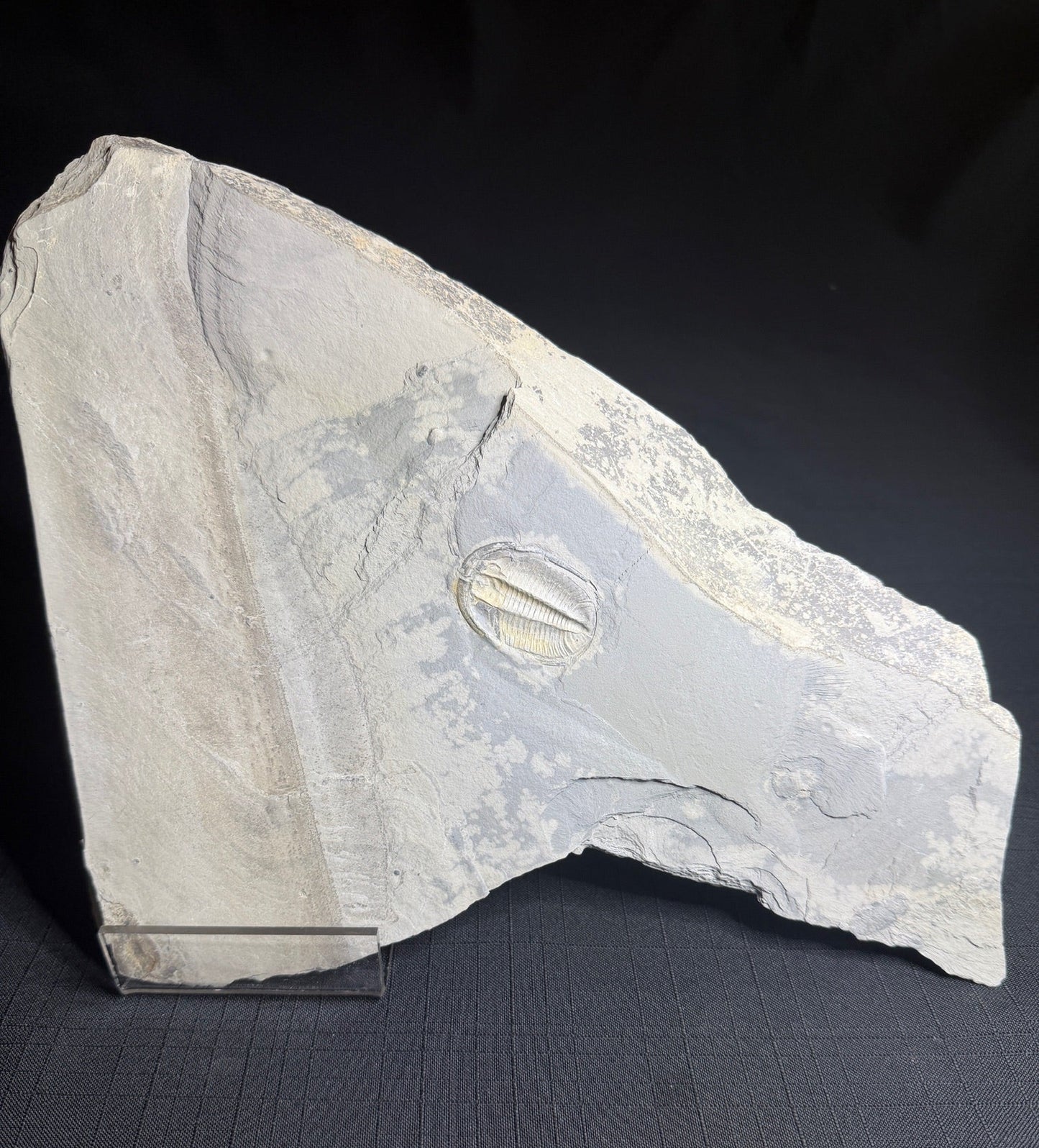 Trilobite (Cernuolimbus ludvigseni), Bull River Valley, Cranbrook, British Columbia, Canada