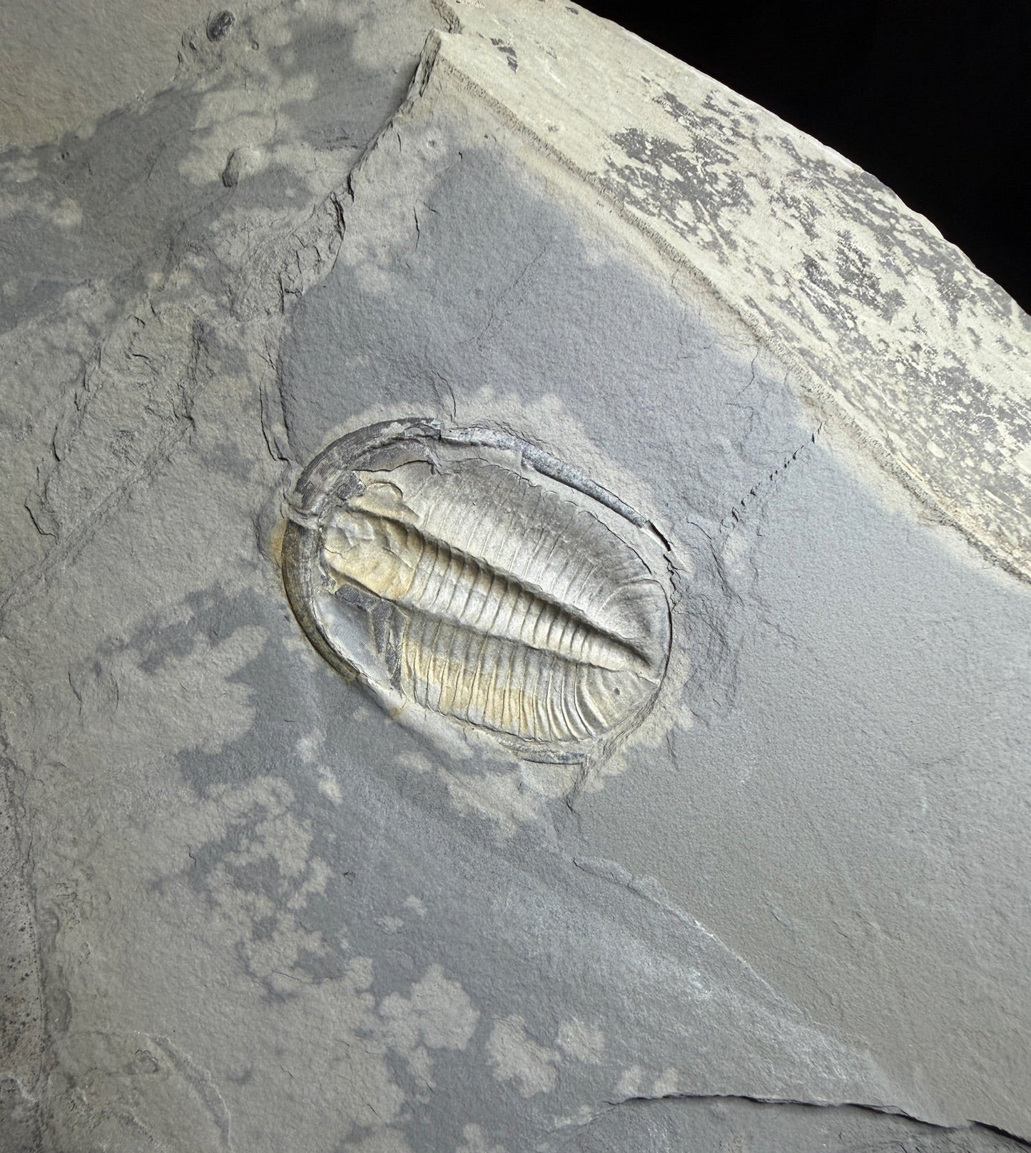 Trilobite (Cernuolimbus ludvigseni), Bull River Valley, Cranbrook, British Columbia, Canada