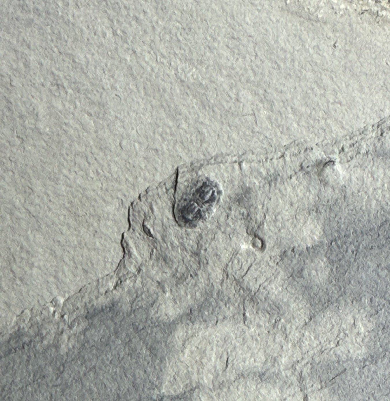 Trilobite (Cernuolimbus ludvigseni), Bull River Valley, Cranbrook, British Columbia, Canada