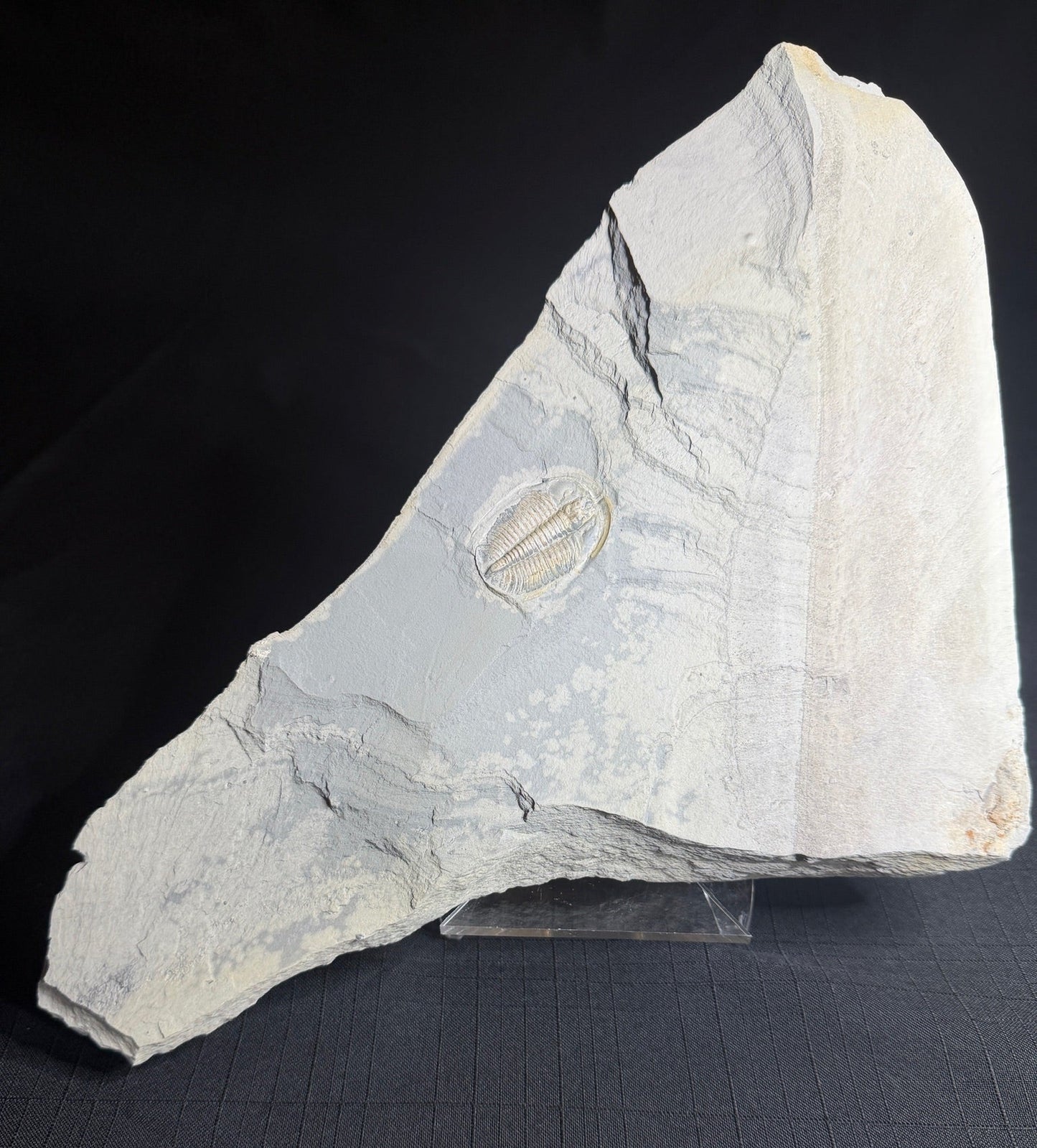 Trilobite (Cernuolimbus ludvigseni), Bull River Valley, Cranbrook, British Columbia, Canada