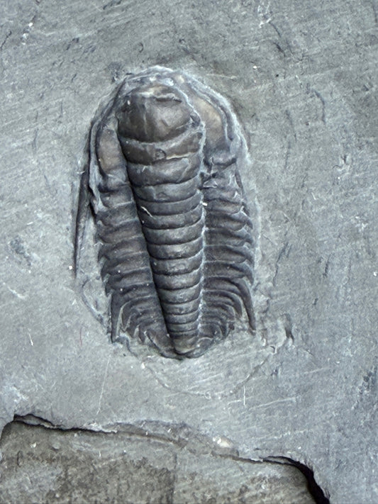 Trilobite (Irvingella species B) - Bull River Valley, Cranbrook, British Columbia, Canada