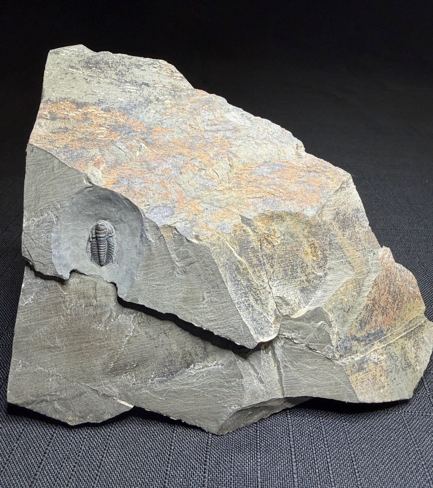 Trilobite (Irvingella species B) - Bull River Valley, Cranbrook, British Columbia, Canada