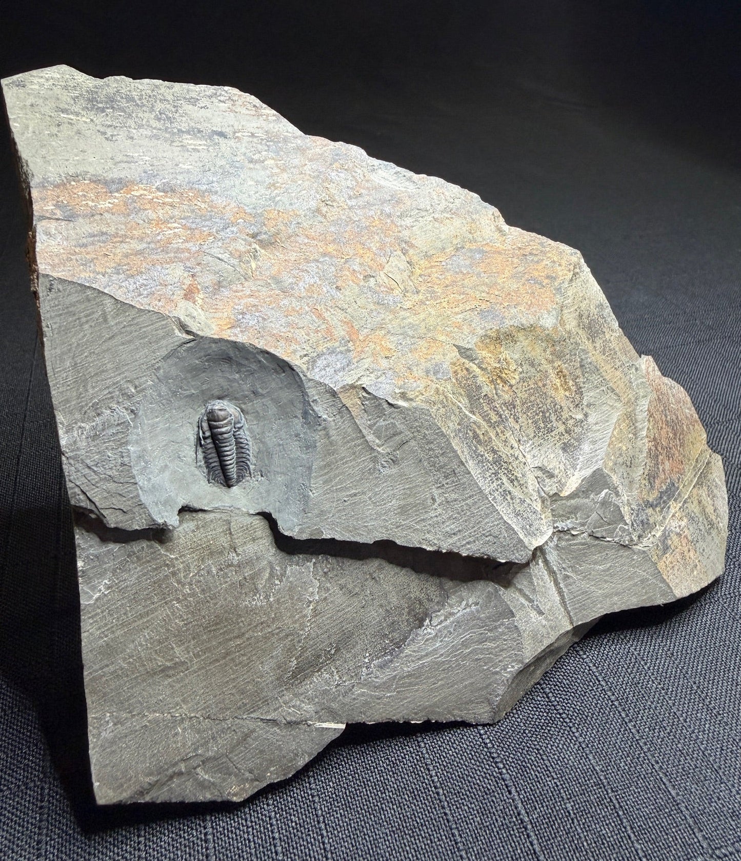 Trilobite (Irvingella species B) - Bull River Valley, Cranbrook, British Columbia, Canada