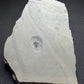 Trilobite