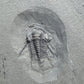 Trilobite