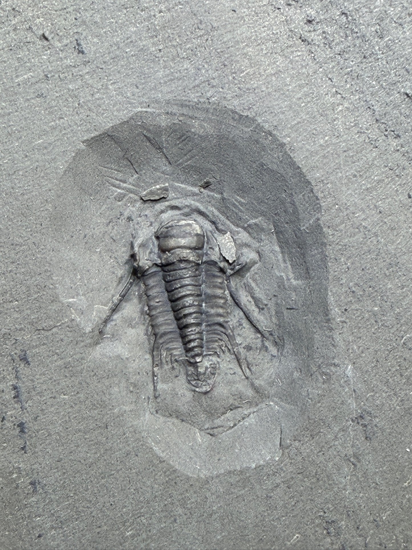 Trilobite (Irvingella species B) - Bull River Valley, Cranbrook, British Columbia, Canada