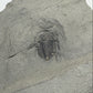 Trilobite
