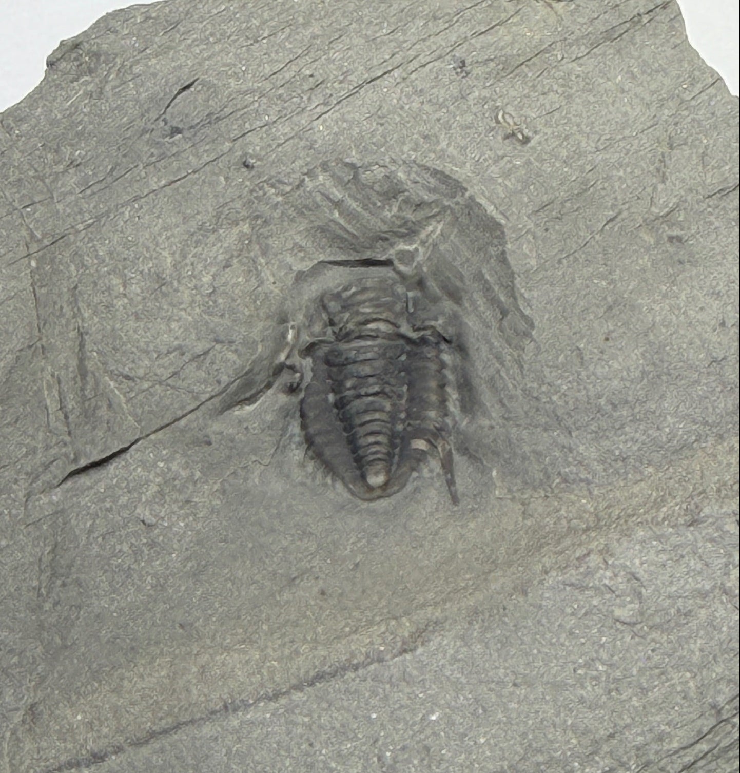 Trilobite (Irvingella species B) - Bull River Valley, Cranbrook, British Columbia, Canada