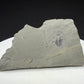 Trilobite in a block of ock