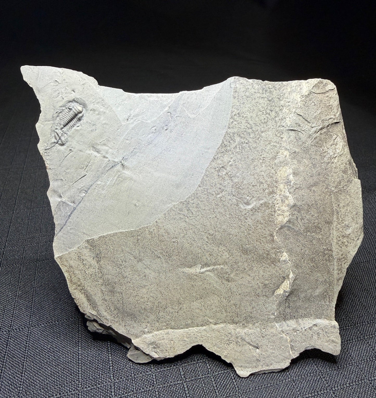 Trilobite (Irvingella species B) & an unnamed species - Bull River Valley, Cranbrook, British Columbia, Canada