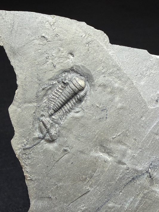 Trilobite (Irvingella species B) & an unnamed species - Bull River Valley, Cranbrook, British Columbia, Canada