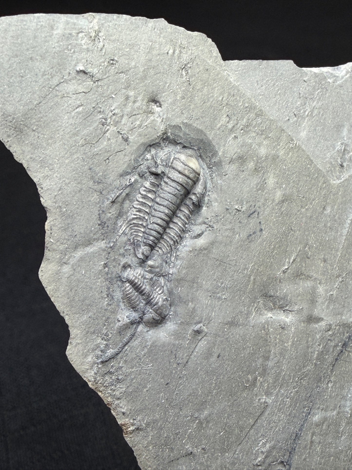 Trilobite (Irvingella species B) & an unnamed species - Bull River Valley, Cranbrook, British Columbia, Canada